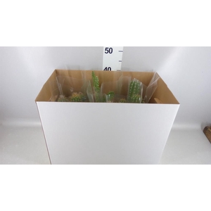 Cactus   ...mix