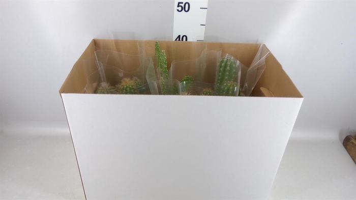 <h4>Cactus   ...mix</h4>