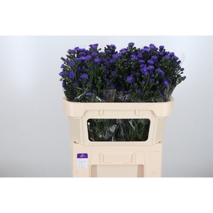 Aster Dark Milka