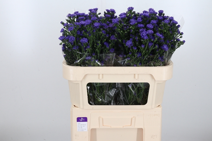 <h4>Aster Dark Milka</h4>