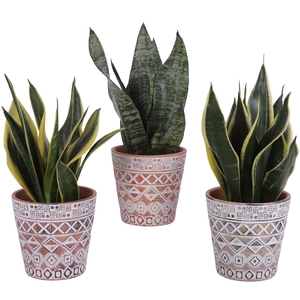 Sansevieria mix Ø12cm in Ø14cm Ceramic Pot Maya