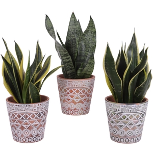 Sansevieria mix Ø12cm in Ø14cm Ceramic Pot Maya