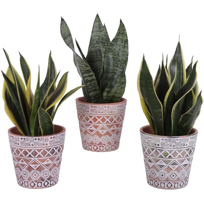 <h4>Sansevieria mix Ø12cm in Ø14cm Ceramic Pot Maya</h4>