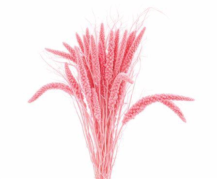 <h4>DRIED SETARIA ITALICA PINK BUNCH</h4>