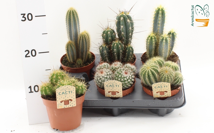 <h4>CACTUS GEM</h4>