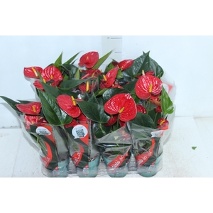 ANTHURIUM RED SUCCESS P09