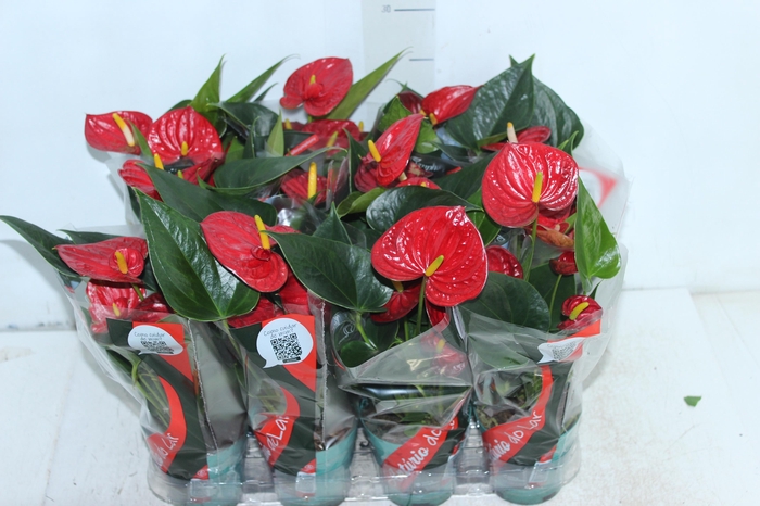 <h4>ANTHURIUM RED SUCCESS P09</h4>