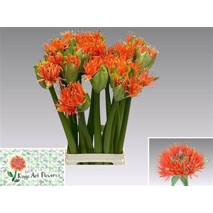 Scadoxus Orange Wonder