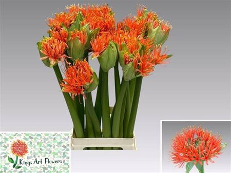<h4>Scadoxus Orange Wonder</h4>