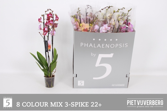 <h4>PHAL GEM 8 KL</h4>