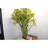 Foeniculum Vulgare Ferule