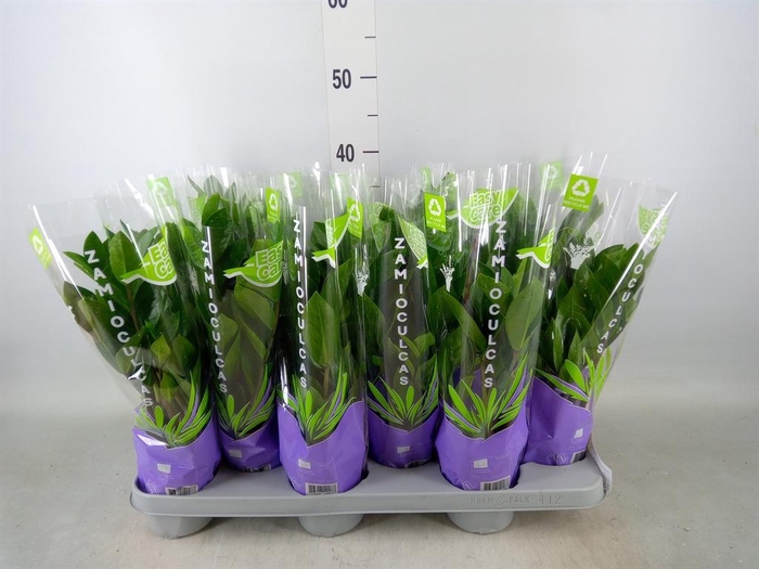 <h4>Zamioculcas zamiifolia</h4>