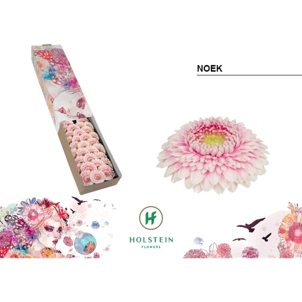 <h4>Ge Mi Pomponi Noek Box Holstein</h4>
