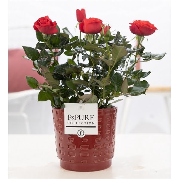 <h4>Rosa red in P&PURE Floor ceramics red</h4>