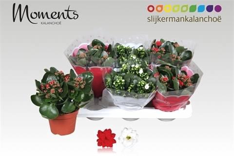 <h4>KALAN CALAN XMAS MIX P15</h4>