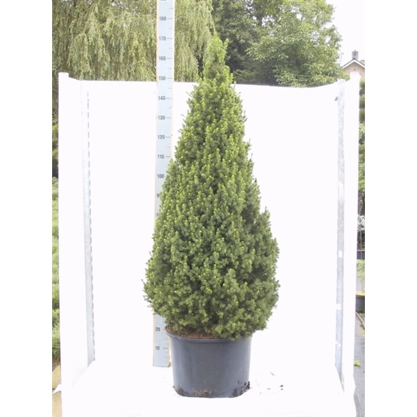 <h4>Picea gl. Conica</h4>