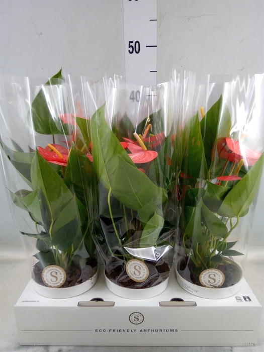 Anthurium andr. 'Livium Orange'