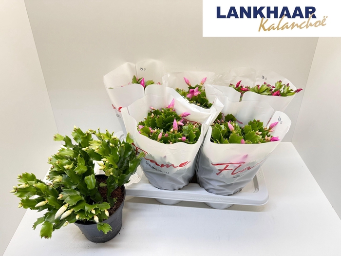 <h4>SCHLUMB FLAME GEM</h4>