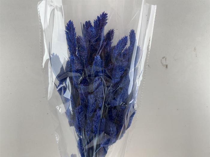 Dried Phalaris Dark Blue Bunch