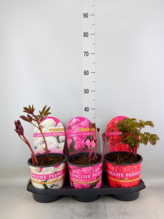 <h4>Paeonia   ...mix</h4>