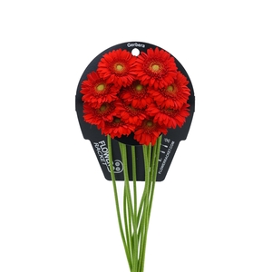 Ge Mi Curry flowerracket