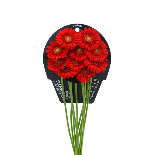 <h4>Ge Mi Curry flowerracket</h4>