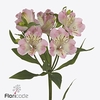 Alstroemeria wonder sweet