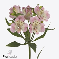 <h4>Alstroemeria wonder sweet</h4>