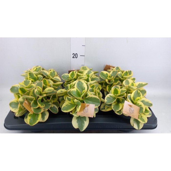 <h4>Peperomia obt. 'Obtipan Bicolor'</h4>