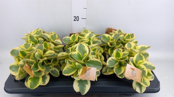 <h4>Peperomia obt. 'Obtipan Bicolor'</h4>