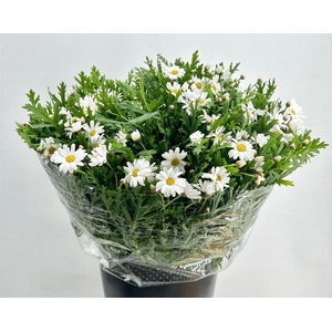 Margriet White Extra P Stem