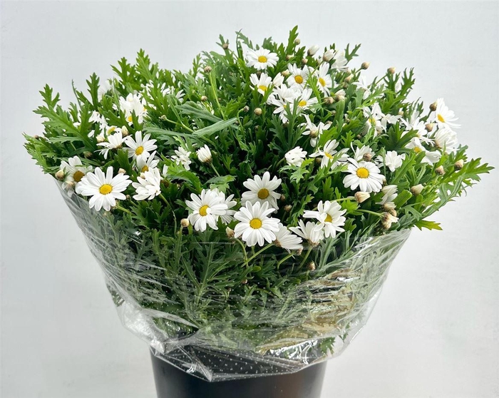 <h4>Margriet White Extra P Stem</h4>