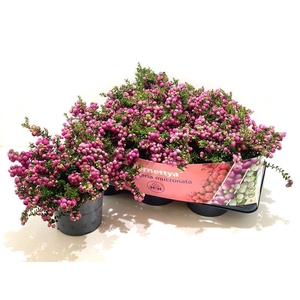 Gaultheria mucronata