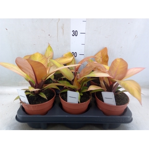 Philodendron   ...