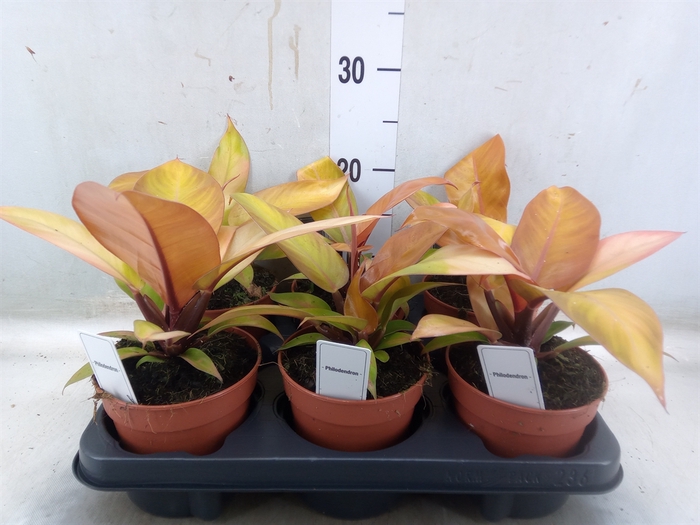 <h4>Philodendron   ...</h4>