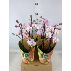 Phalaenopsis  'Corolla Beach'