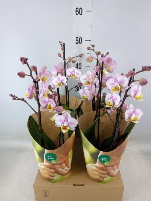 <h4>Phalaenopsis  'Corolla Beach'</h4>