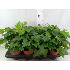Hedera alger. 'Montgomery'