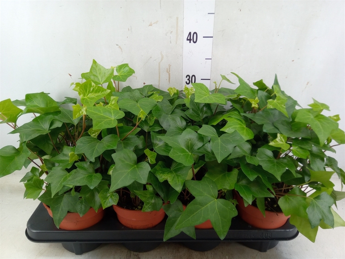 <h4>Hedera alger. 'Montgomery'</h4>