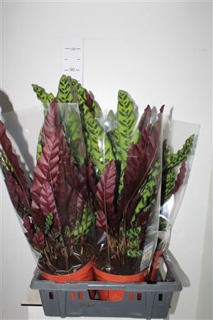 <h4>Calat Lancifolia 21cm Pot ++++++</h4>