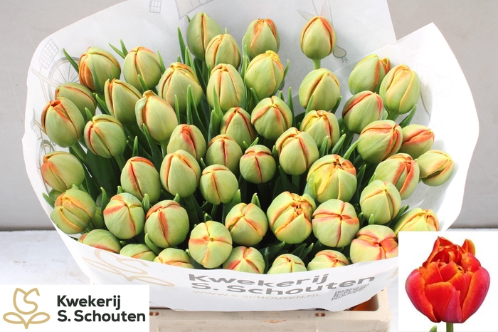 <h4>TU DU TERMINATOR</h4>