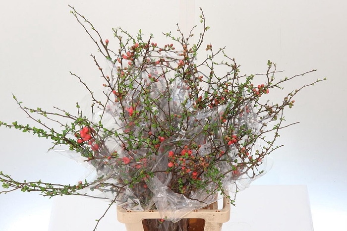 <h4>CHAENOMELES SUPERBA</h4>