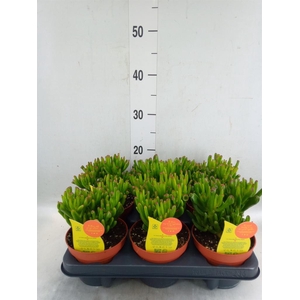 Crassula ovata 'Horn Tree'