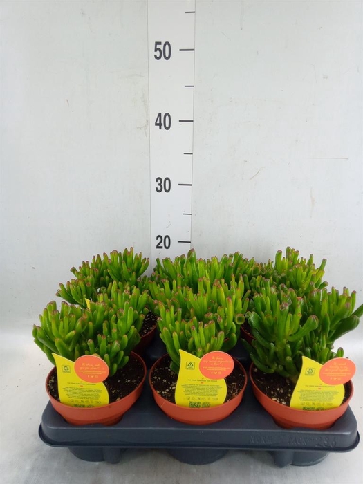 <h4>Crassula ovata 'Horn Tree'</h4>