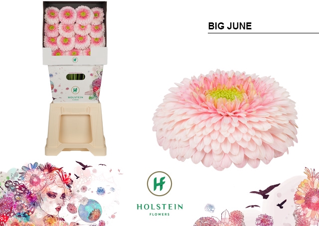 <h4>Ge Gb Diamond Gerponi Big June</h4>