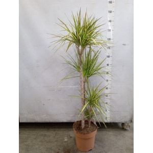 Dracaena marg. 'Sunray'