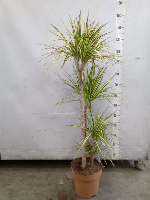 <h4>Dracaena marg. 'Sunray'</h4>