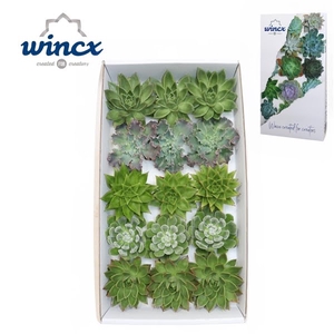 Echeveria Green Mix (Wincx) Cutfl (5 Spcs)