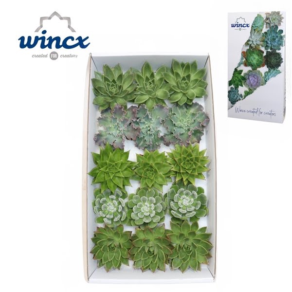 <h4>Echeveria Green Mix (Wincx) Cutfl (5 Spcs)</h4>