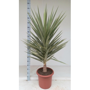 YUCCA JEWEL